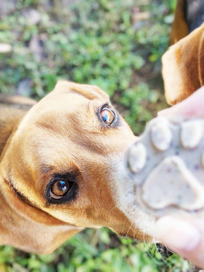 DIY Fresh Breath Dog Treats