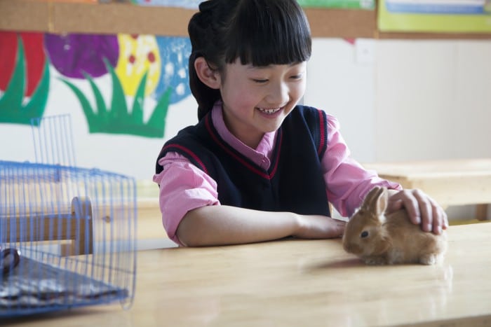Animals to Teach Preschool KIds