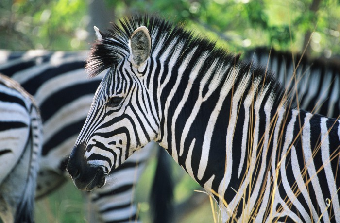 How to Teach Preschoolers to Identify Animals