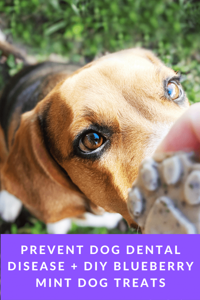 Prevent Dog Dental Disease + DIY Blueberry Mint Dog Treats