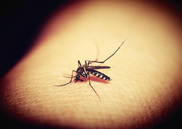 How to Protect Your Kids from Mosquitoes This Summer