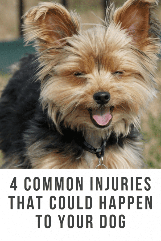 4 Common Injuries That Could Happen to Your Dog - Ice Cream n Sticky ...