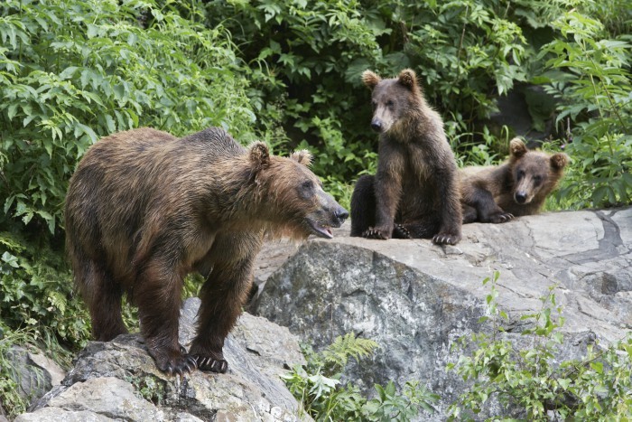 4 Animals You Could See in Yellowstone Bears