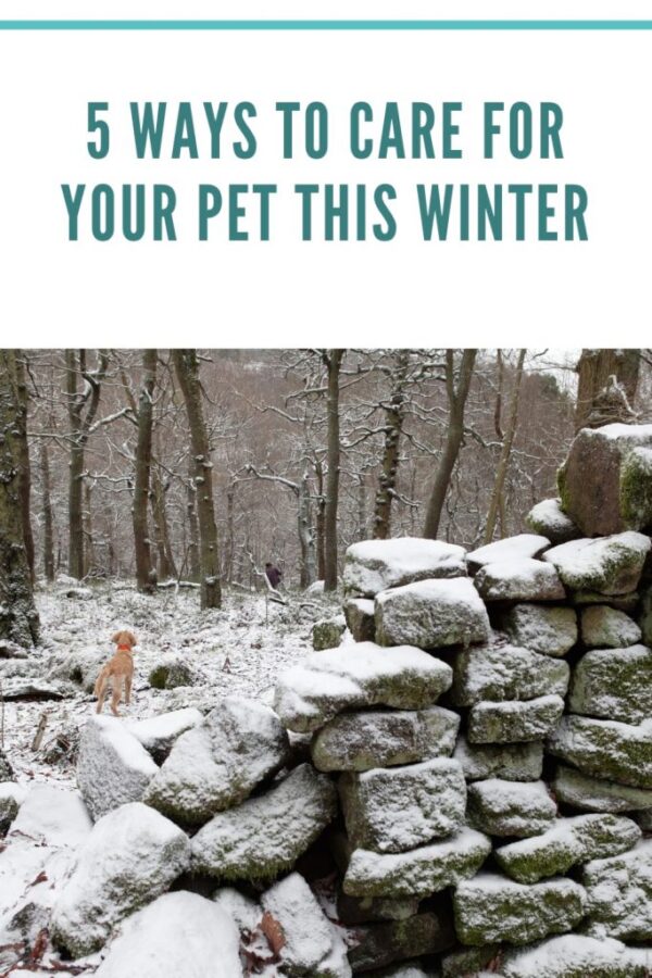 5 Ways To Care For Your Pet This Winter - Ice Cream N Sticky Fingers