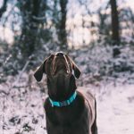 5 Ways to Care for Your Pet This Winter