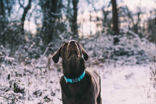 5 Ways to Care for Your Pet This Winter - Ice Cream n Sticky Fingers
