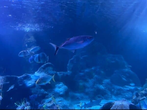 Our Visit to Sea Life Aquarium Grapevine - Ice Cream n Sticky Fingers