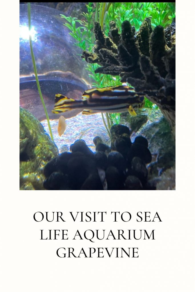 Our Visit to Sea Life Aquarium Grapevine