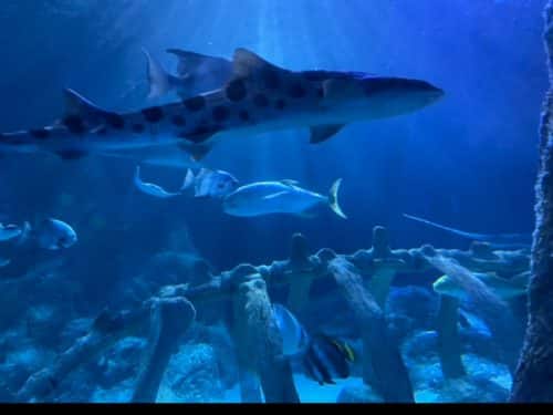 Our Visit to Sea Life Aquarium Grapevine - Ice Cream n Sticky Fingers