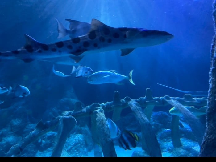 Spotted shark