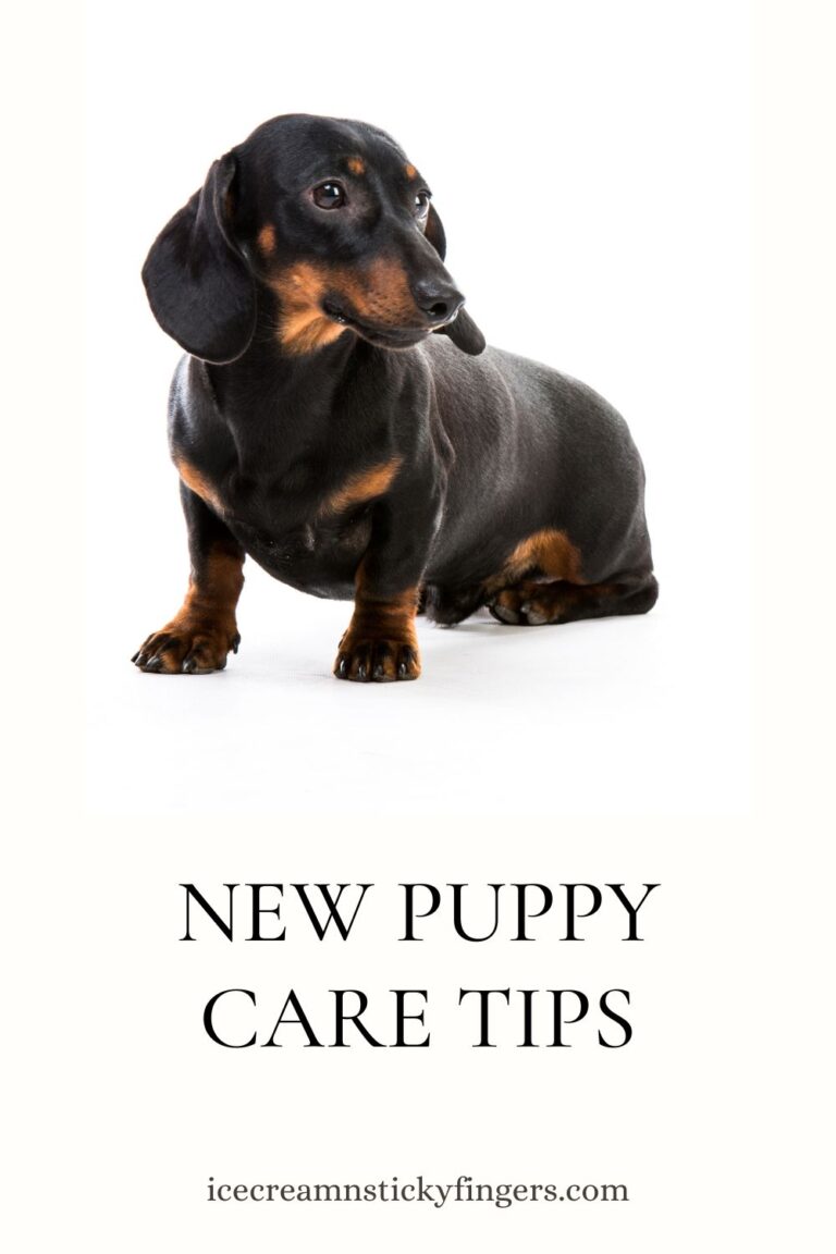 New Puppy Care Tips