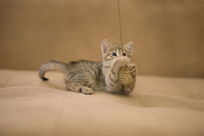 Best Tips on Adopting a Kitten