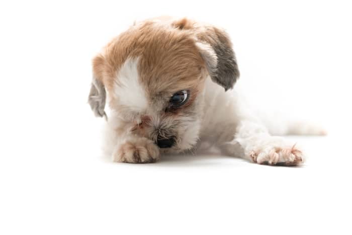 How to Prepare Your Home for a New Puppy