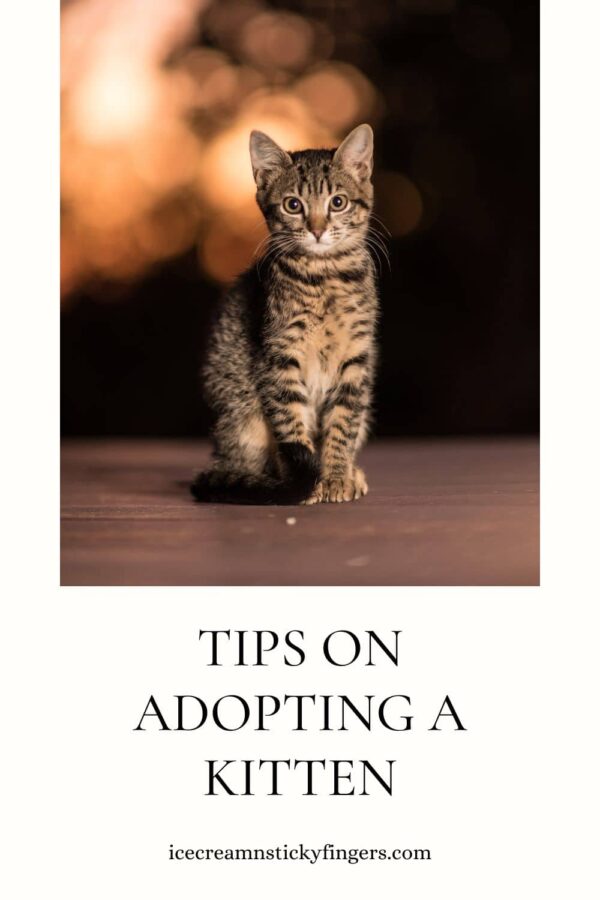 Tips On Adopting A Kitten Ice Cream N Sticky Fingers Tips on adopting a kitten ice cream n sticky fingers