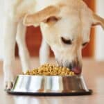 The Importance of Regular Feeding Times for Dogs