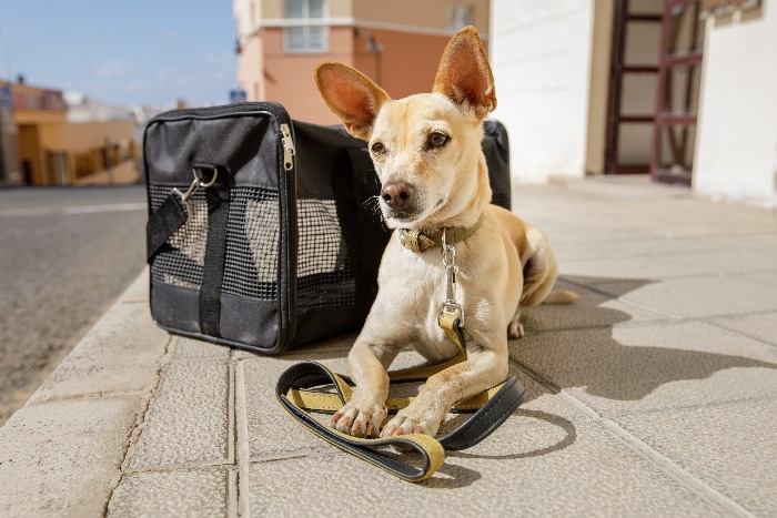 How to Travel with Your Dog