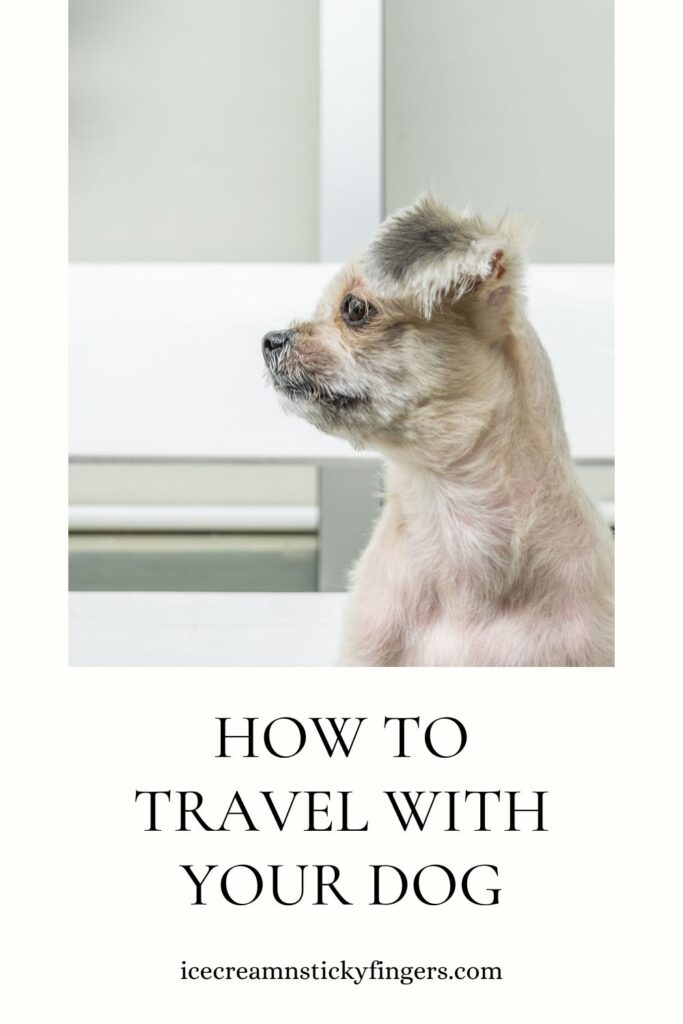 How to Travel with Your Dog