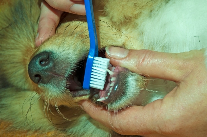 Dog Dental Treatment Options