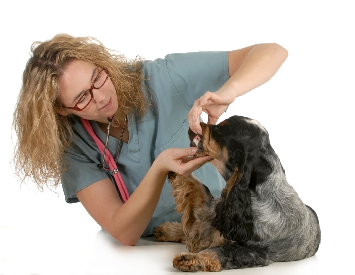 Dog Dental Treatment Options