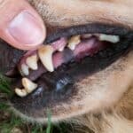 Dog Dental Treatment Options