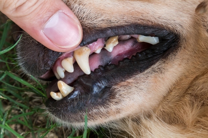 Dog Dental Treatment Options