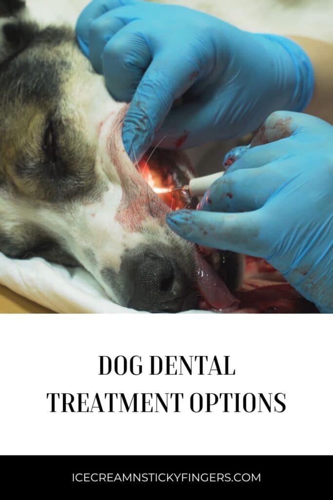 Dog Dental Treatment Options