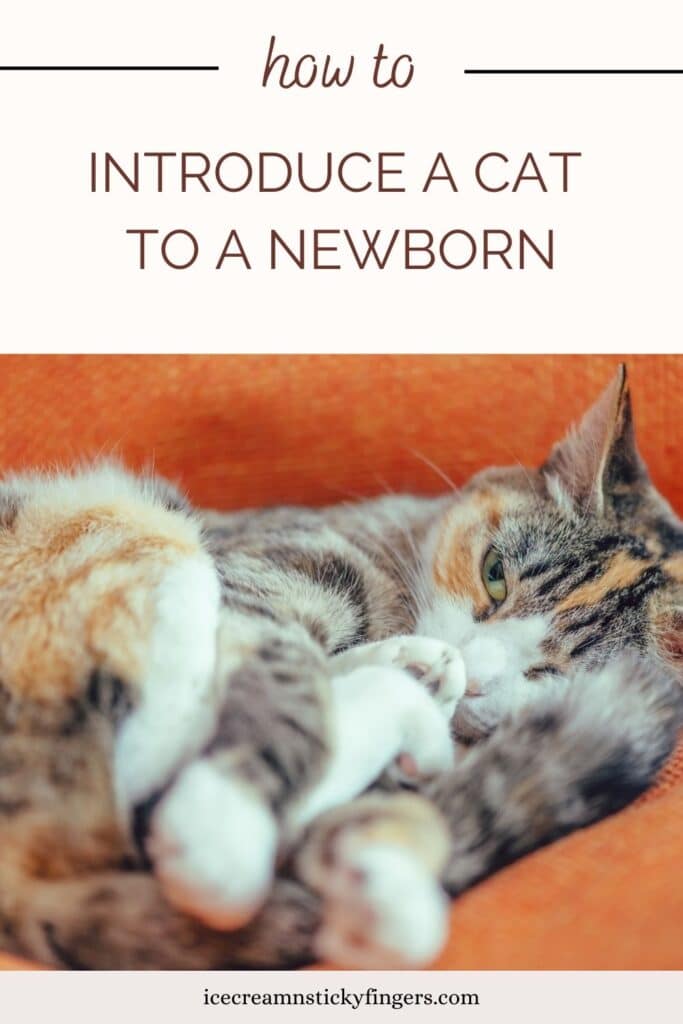 How to Introduce a Cat to a Newborn