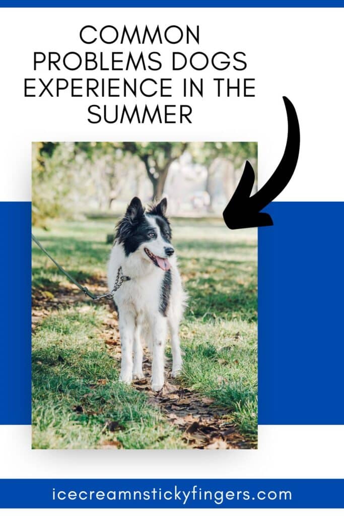 Common Problems Dogs Experience in the Summer