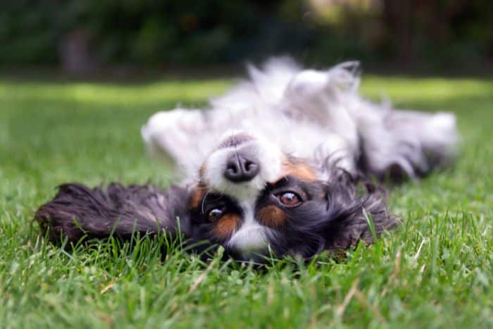 Common Problems Dogs Experience in the Summer