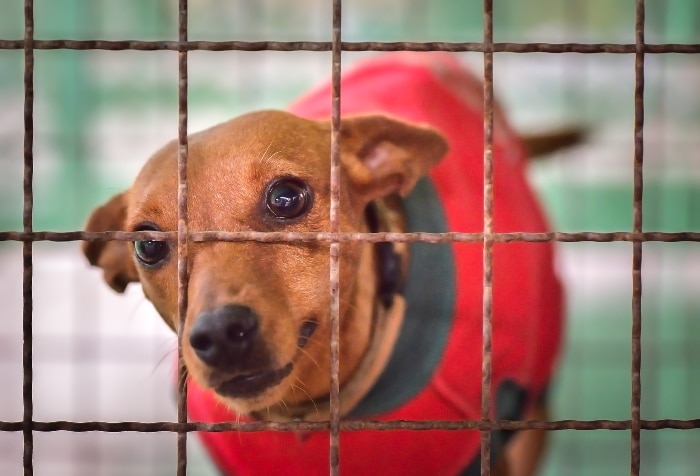 Top Positive Benefits of Crate Training Your Dog