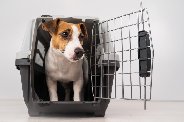 What Are The Positive Benefits of Crate Training Your Dog