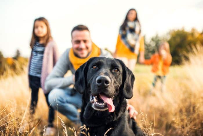 Essential Dog Care Tips for Busy Parents