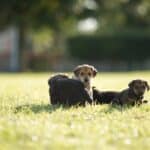Are you Ready To Adopt a Rescue Dog